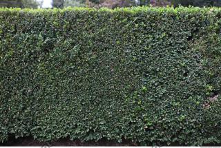 free photo texture of hedge 